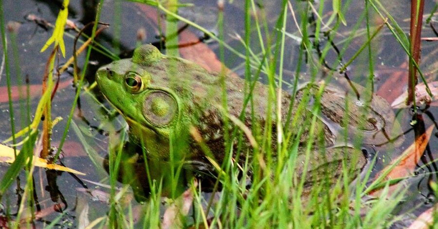 The Invasive American Bullfrog Critter Science