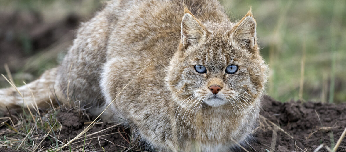 Chinese mountain cat