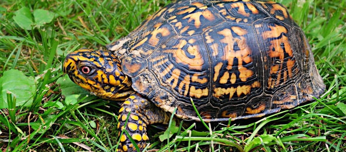 eastern box turtle