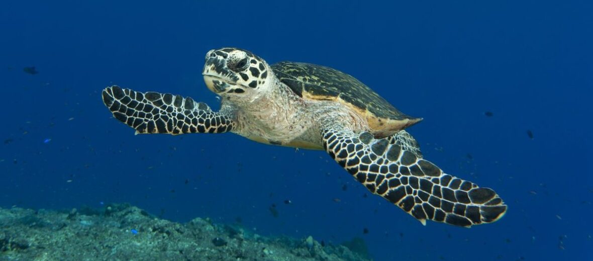 hawksbill sea turtle