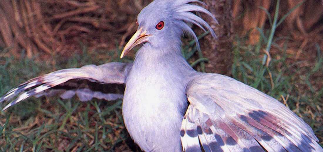 kagu