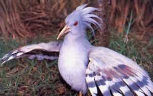 kagu