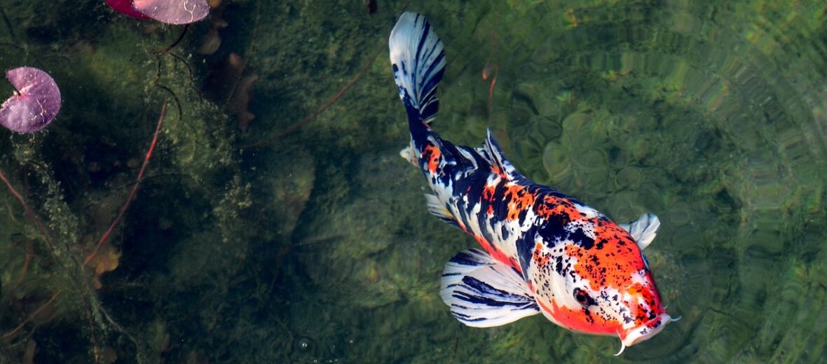 koi