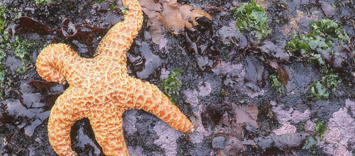 ochre sea star