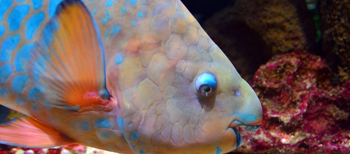 parrotfish