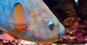 parrotfish