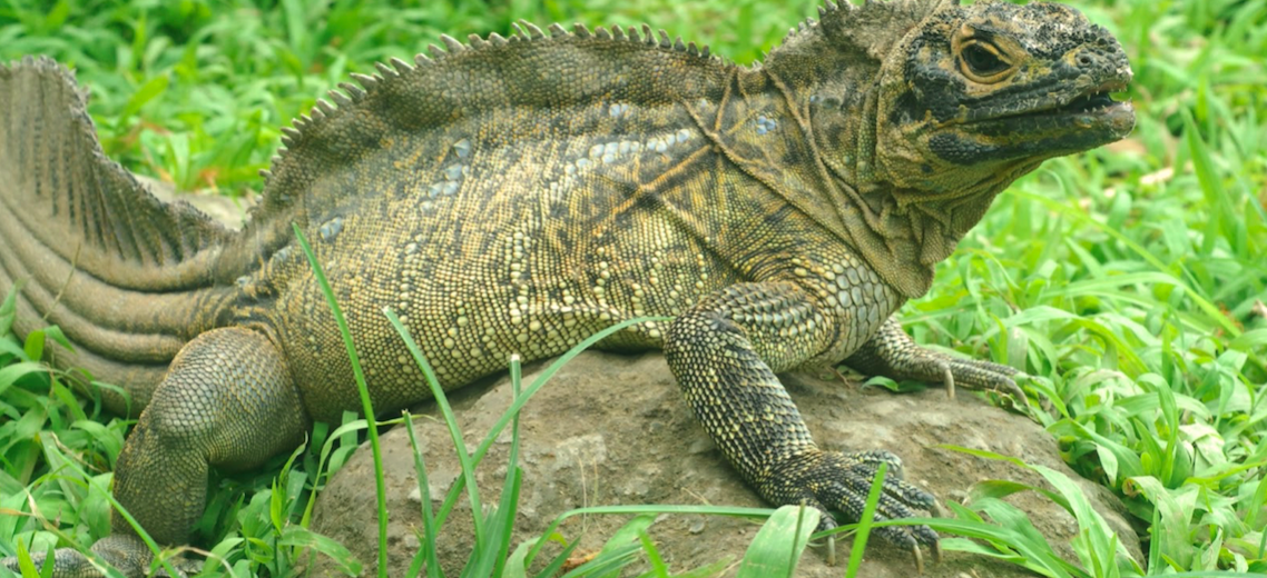 Philippine sailfin lizard