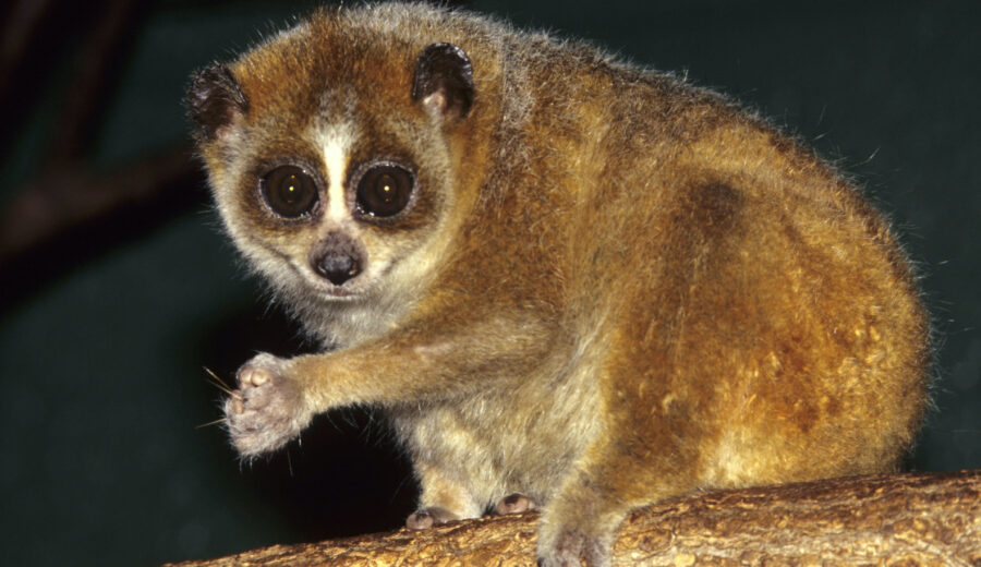 The Pygmy Slow Loris | Critter Science
