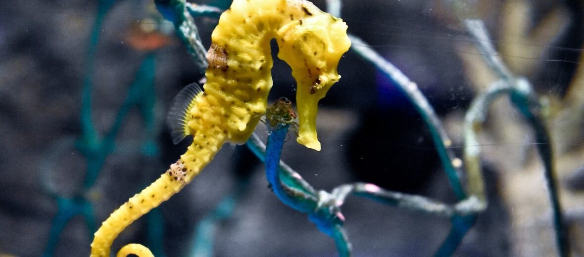 seahorse