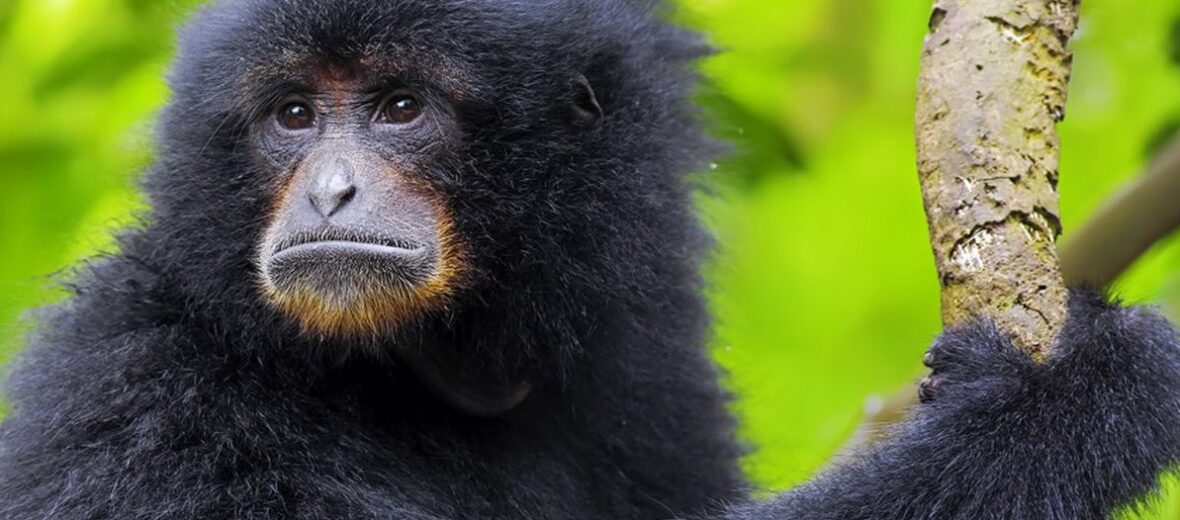 Siamang gibbon