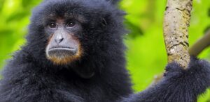 Siamang gibbon