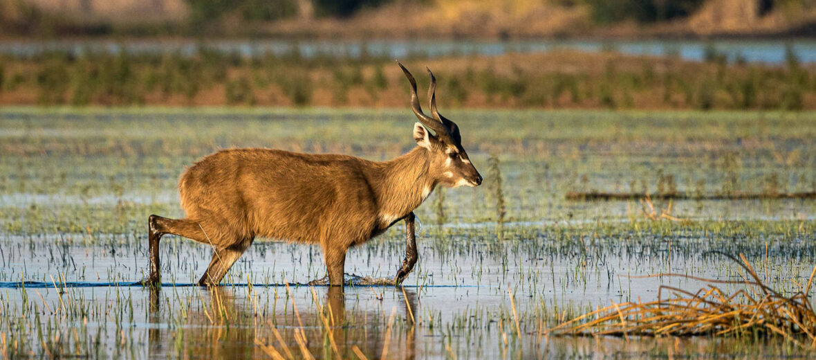 sitatunga