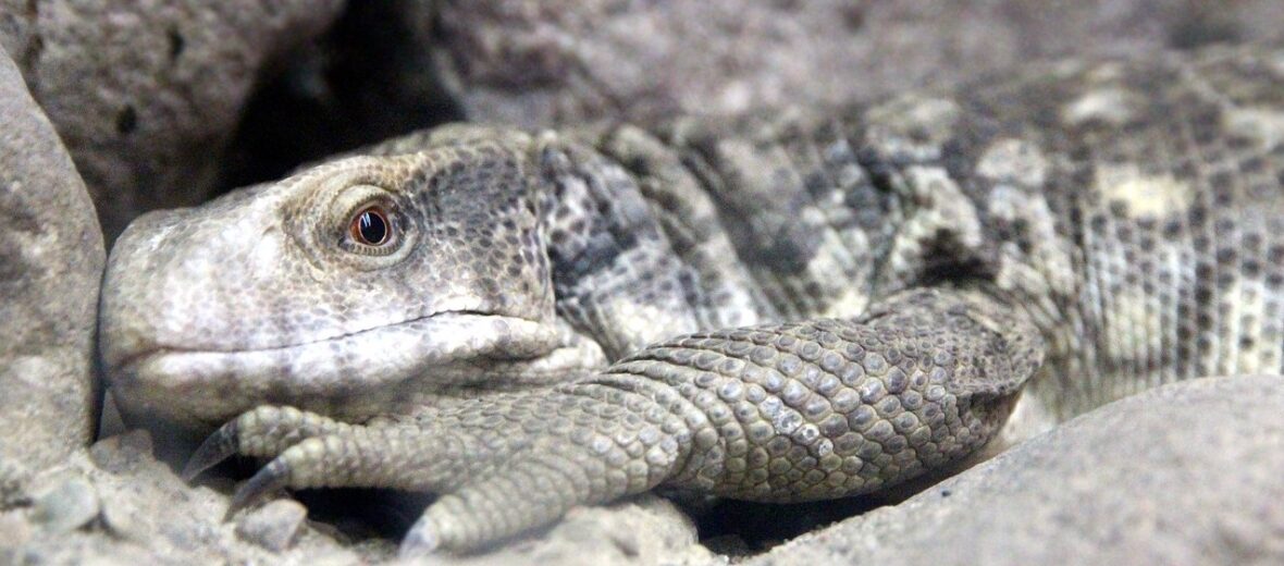 Savannah monitor