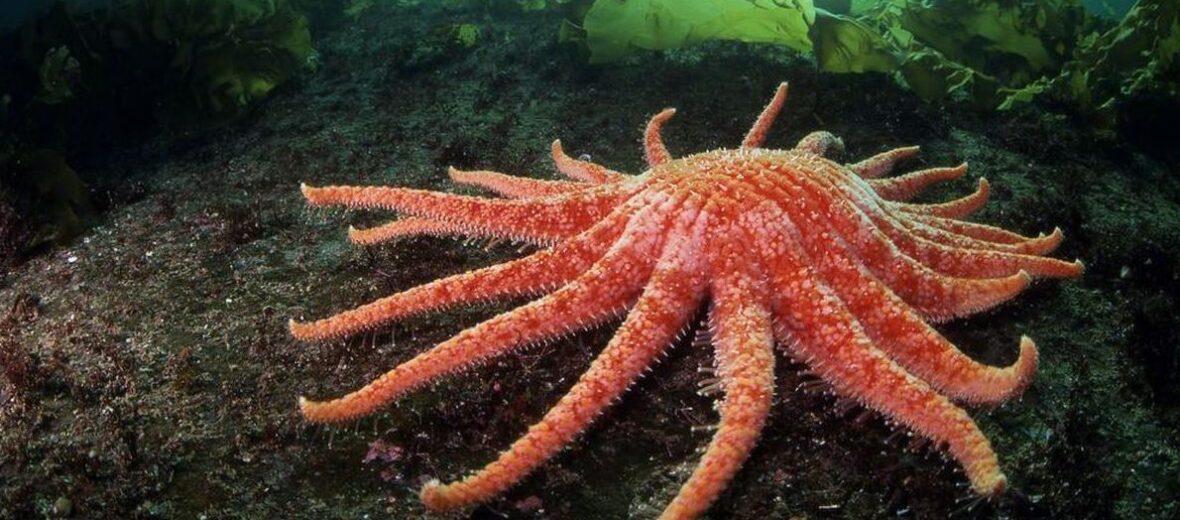 The Large Sunflower Sea Star