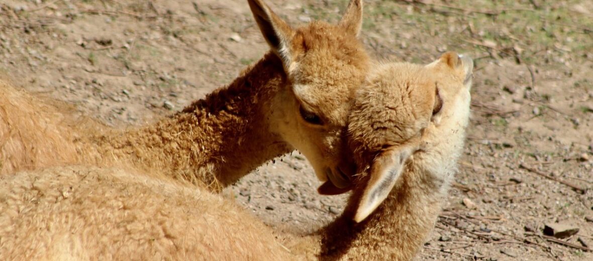 vicuña