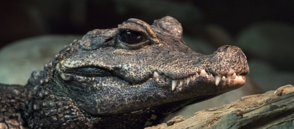 African dwarf crocodile