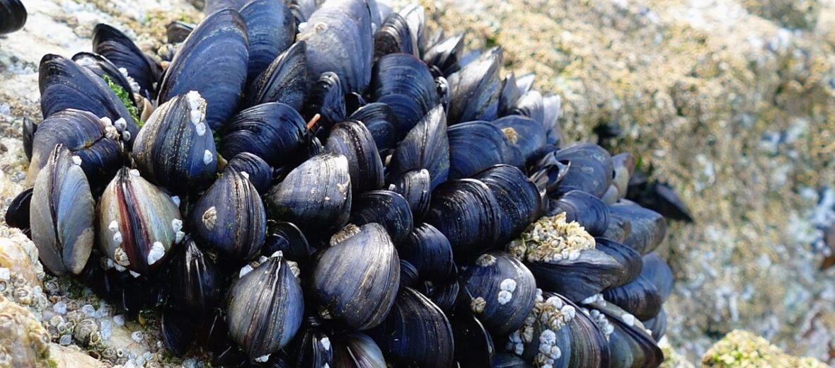 blue mussel