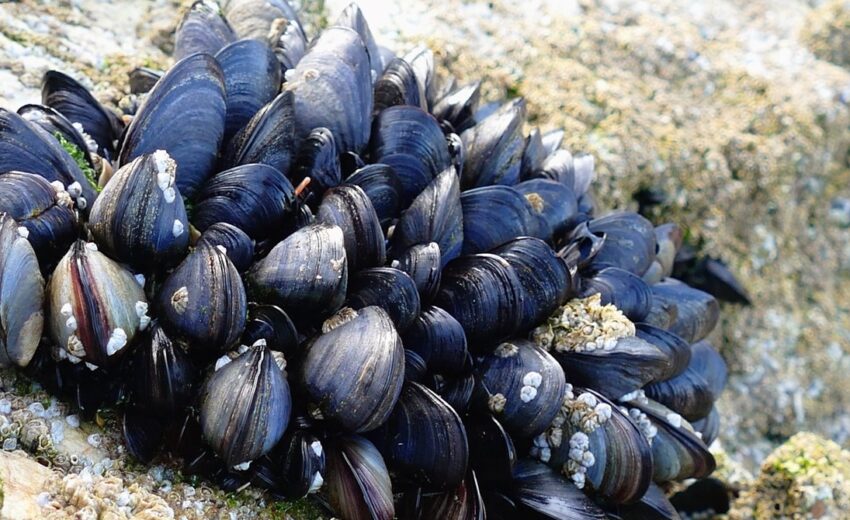 blue mussel