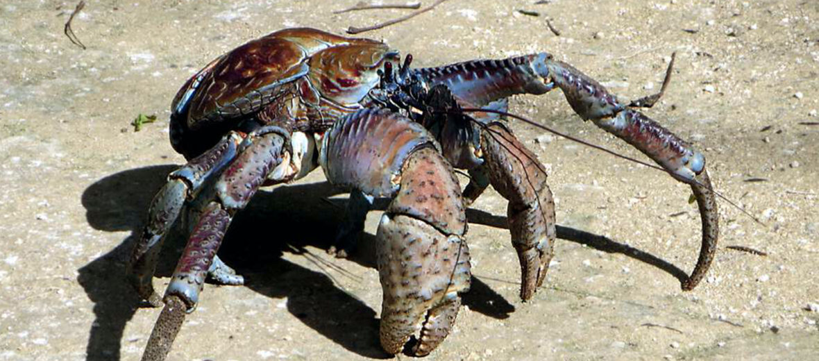 coconut crab