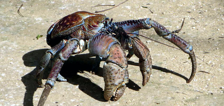 The Massive Coconut Crab | Critter Science