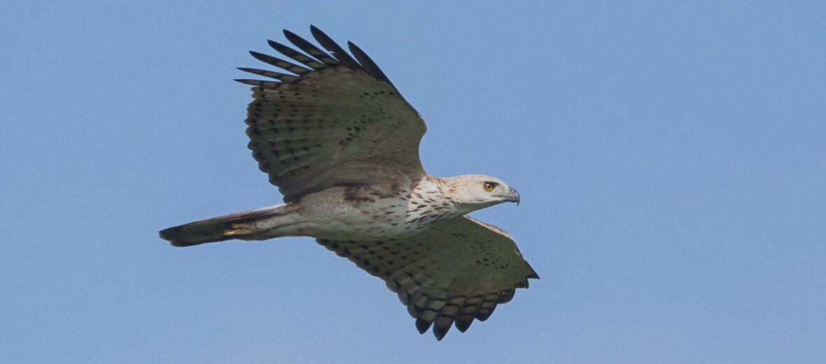 changeable hawk-eagle