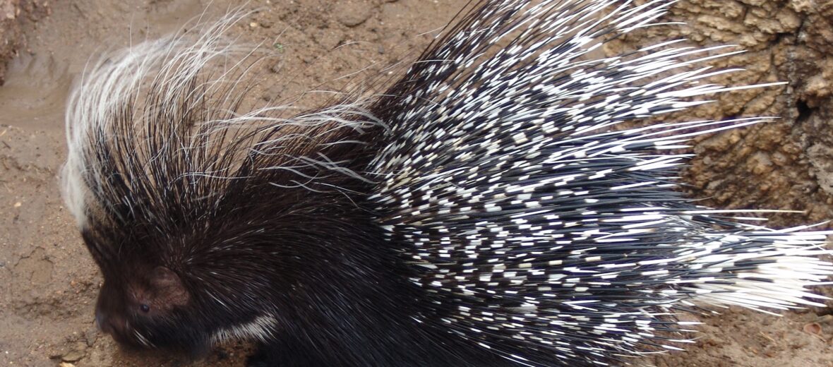 crested porcupine