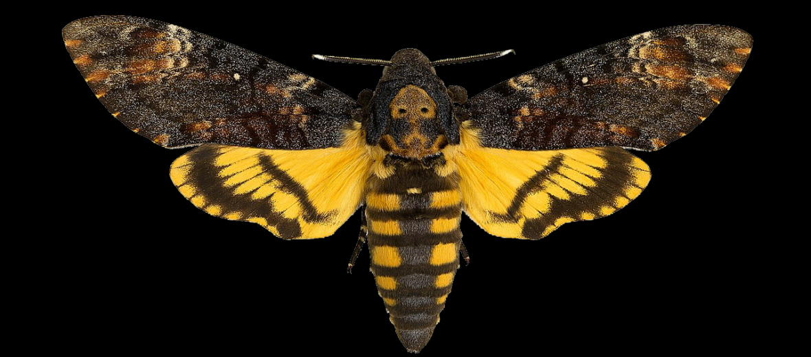 death's-head hawkmoth