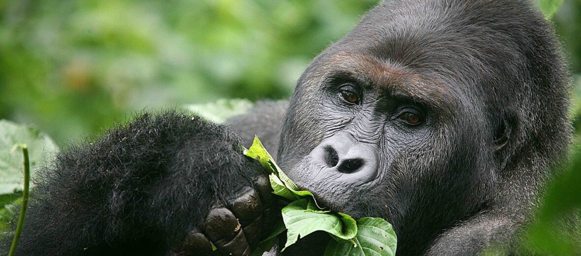 eastern lowland gorilla