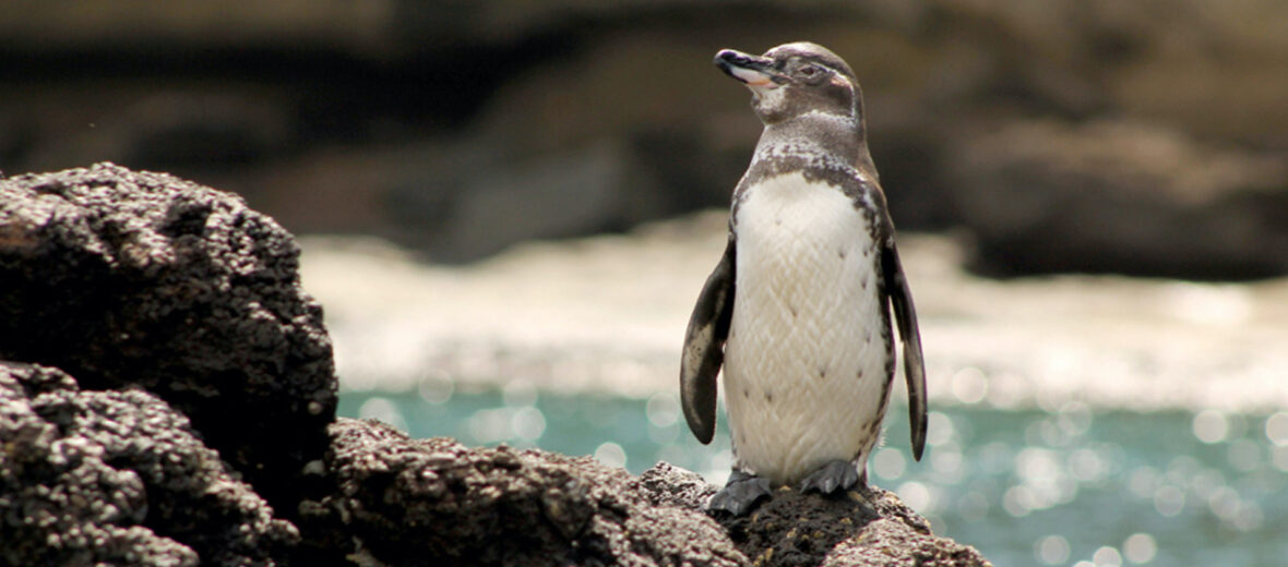 Galápagos penguin