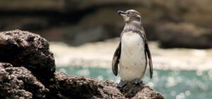 Galápagos penguin