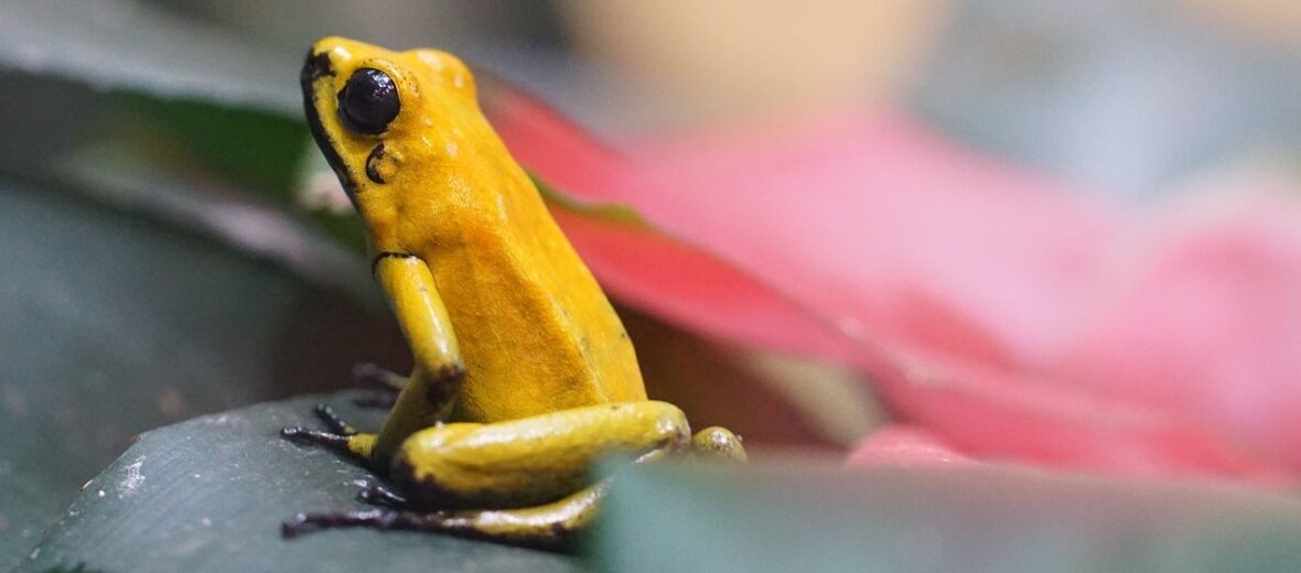 golden poison frog