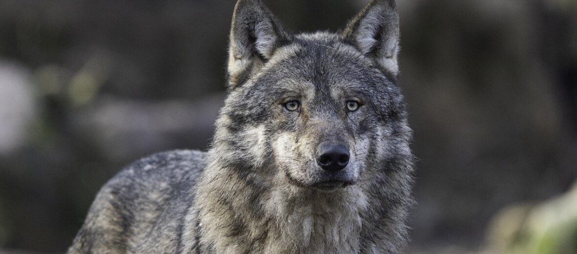 grey wolf