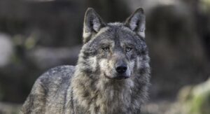 grey wolf