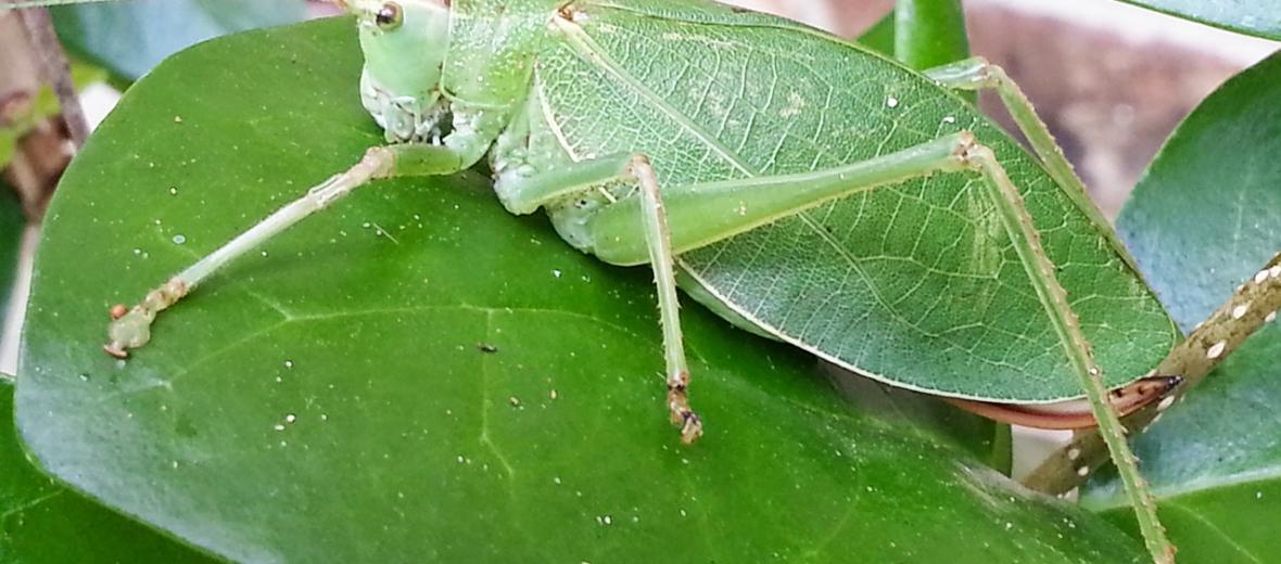 katydid metamorphosis