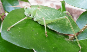katydid
