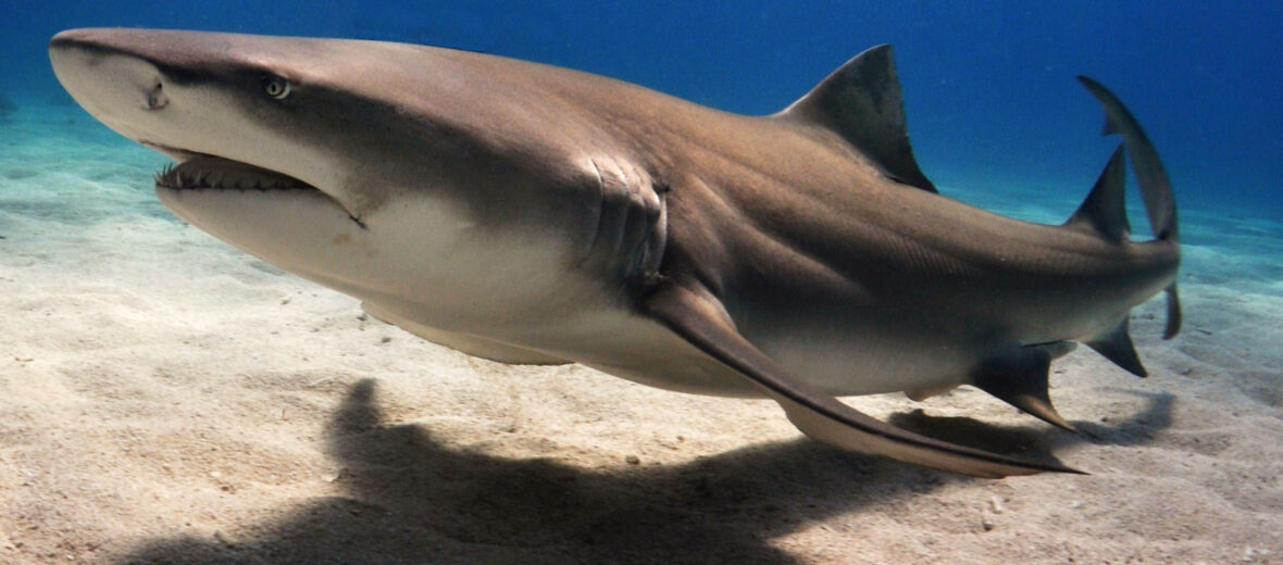 lemon shark