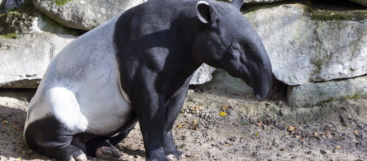 Malayan tapir