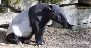 Malayan tapir