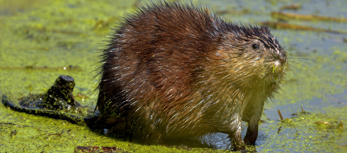 muskrat