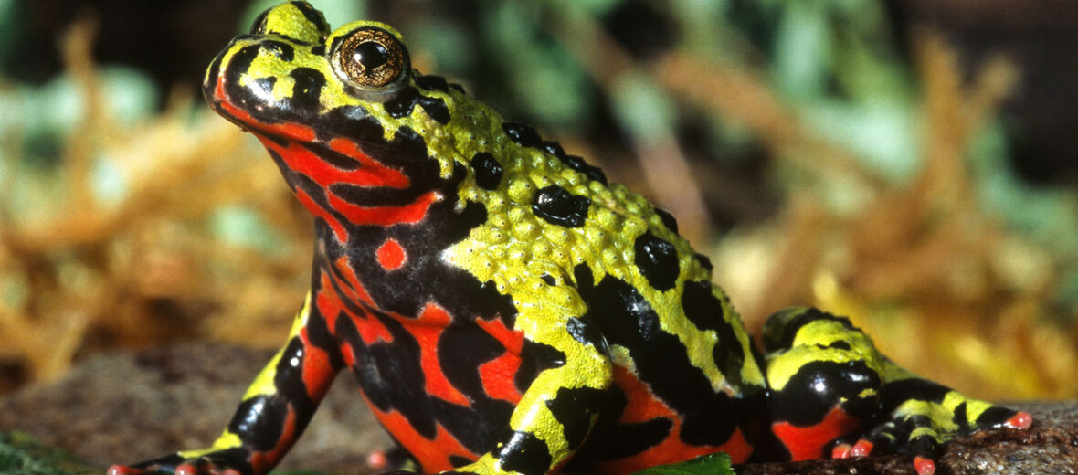 Oriental fire-bellied toad