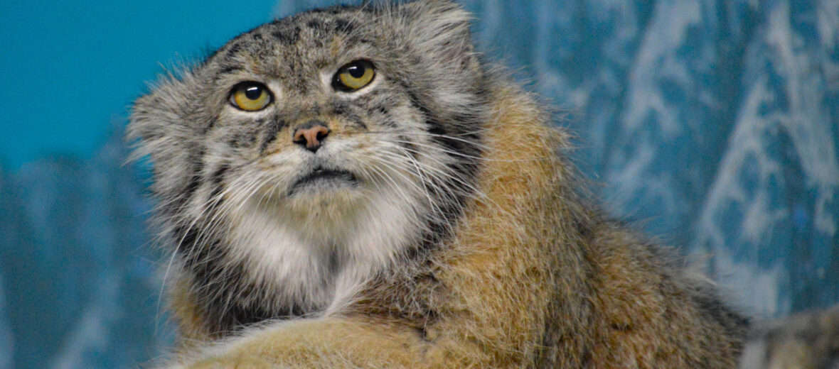 Pallas's cat kept as an exotic pet from Parachinar Valley, Khyber