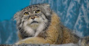Pallas’s cat