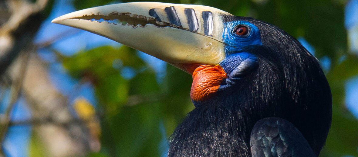 rufous-necked hornbill