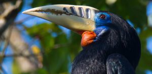 rufous-necked hornbill