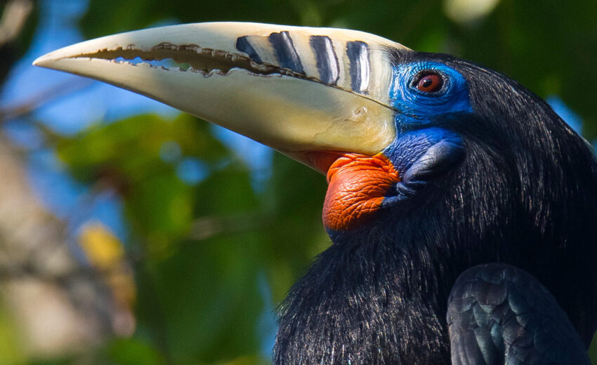 rufous-necked hornbill