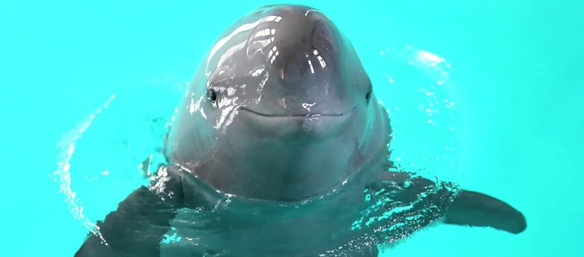 Yangtze finless porpoise