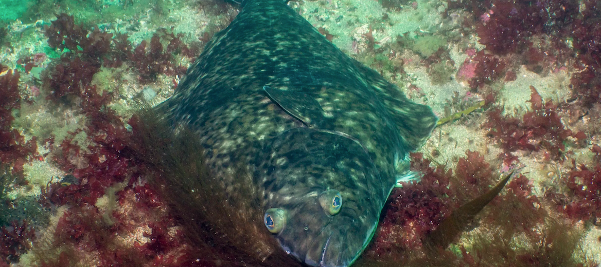 Atlantic halibut