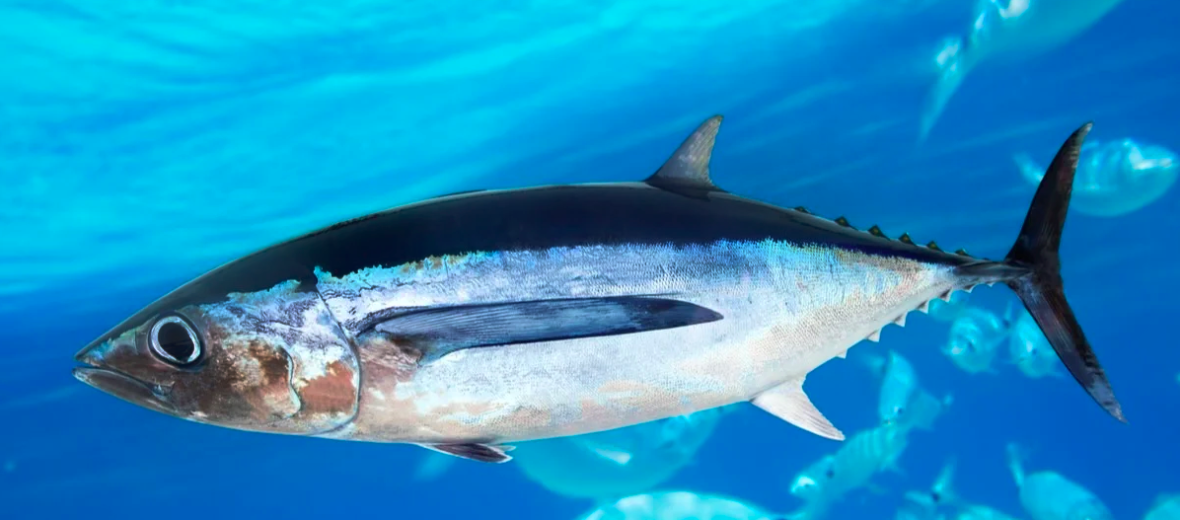 The Albacore | Critter Science