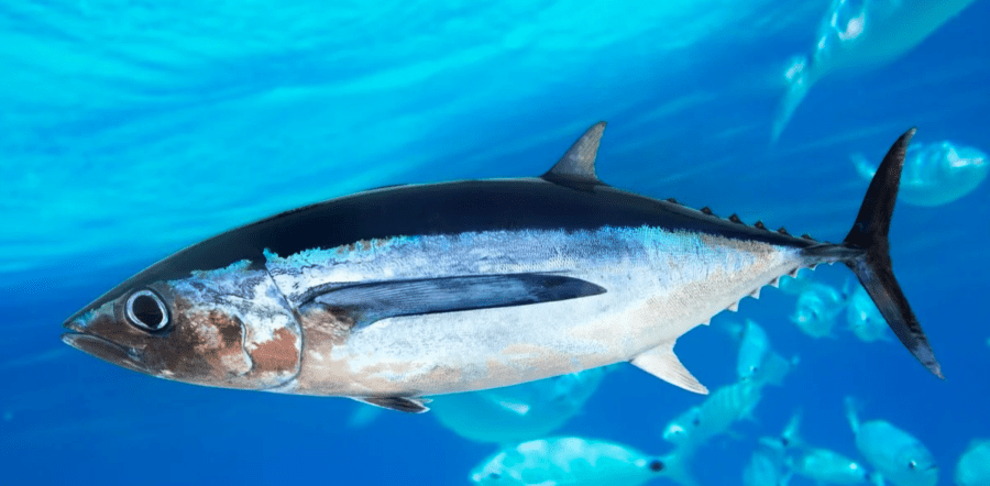 The Albacore | Critter Science