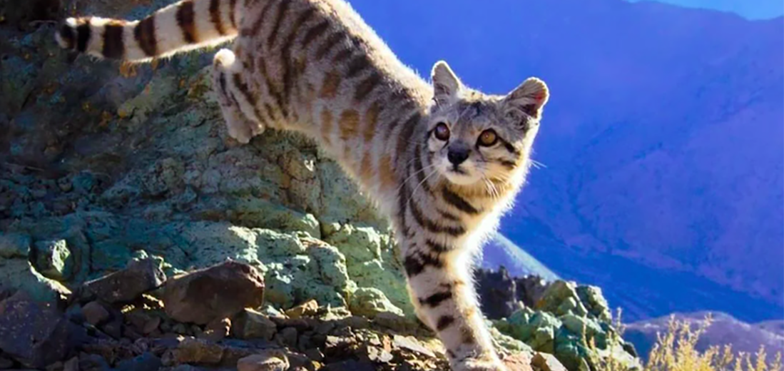 Andean mountain cat